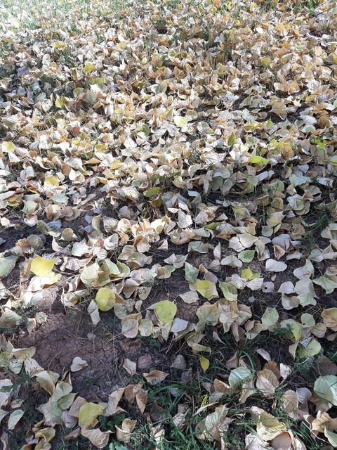 leaf fall