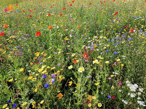 wild flowers