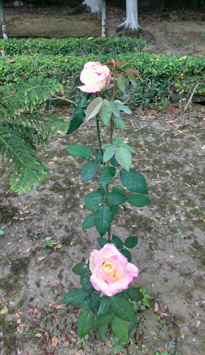the pink Panther of my garden