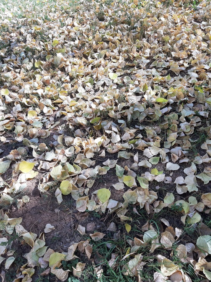 leaf fall