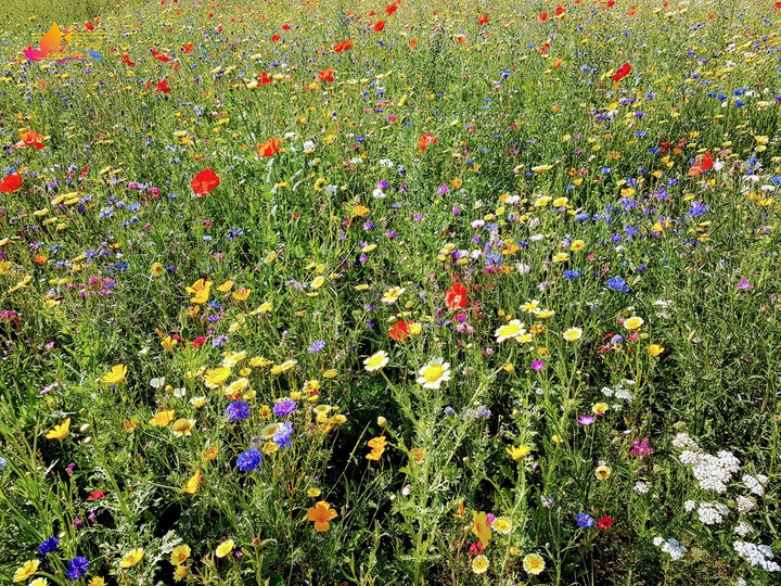 wild flowers