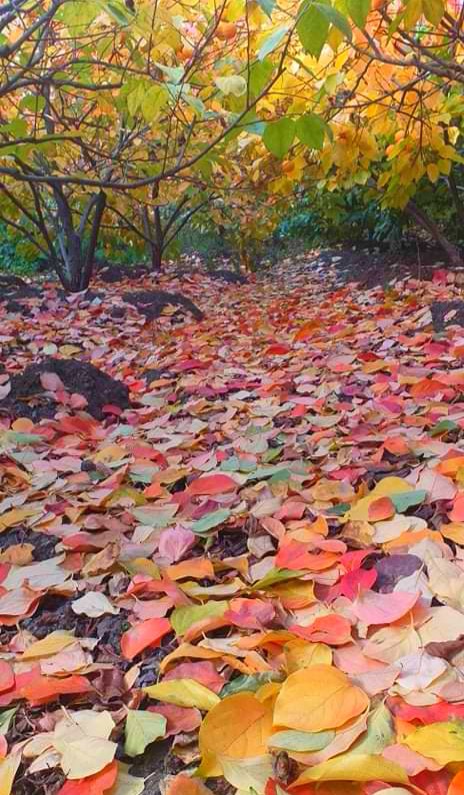 autumn in the forest. Lori region Armenia