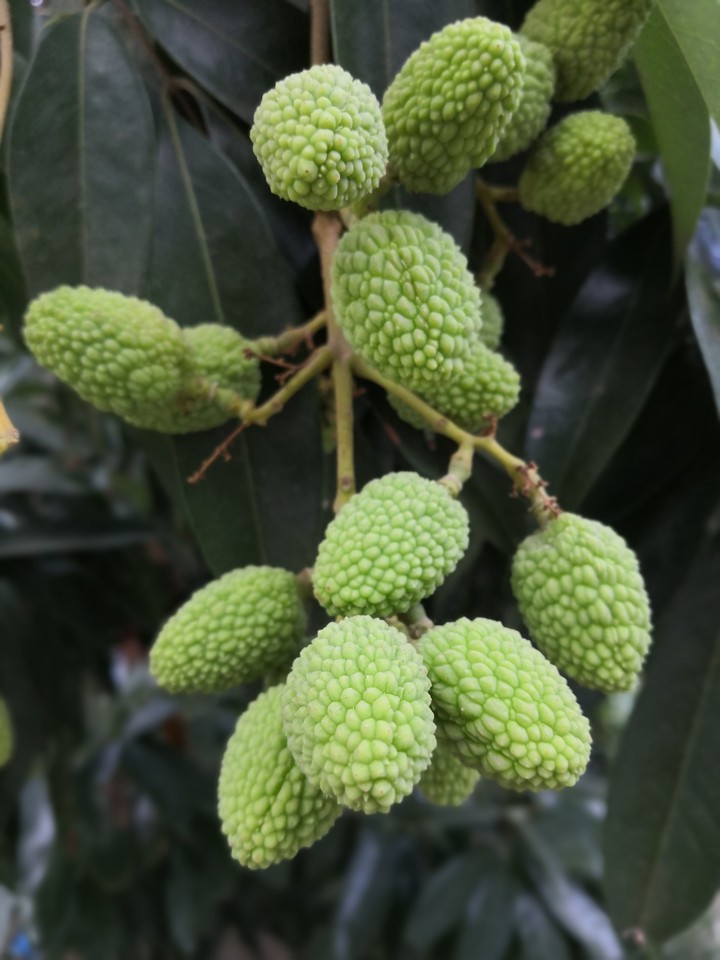 little litchi
