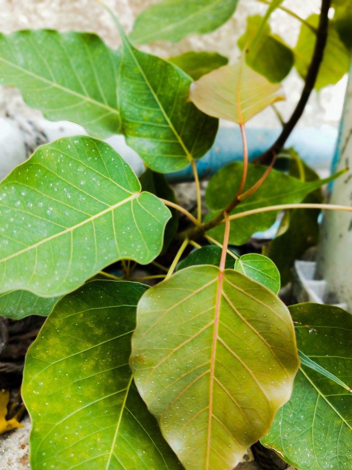 Green Leaves