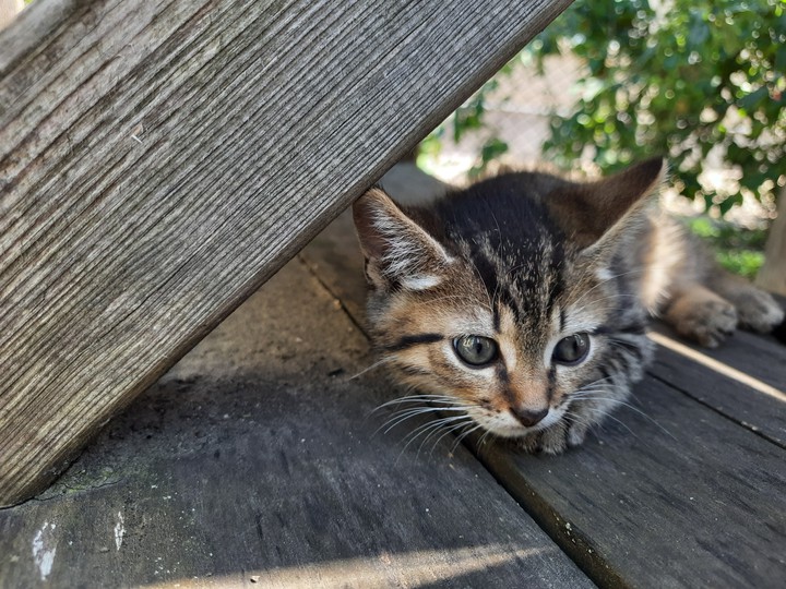 sweet cat