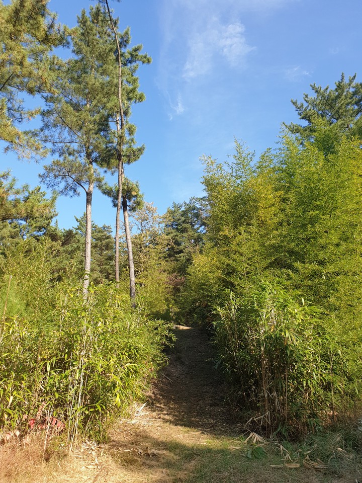 forest