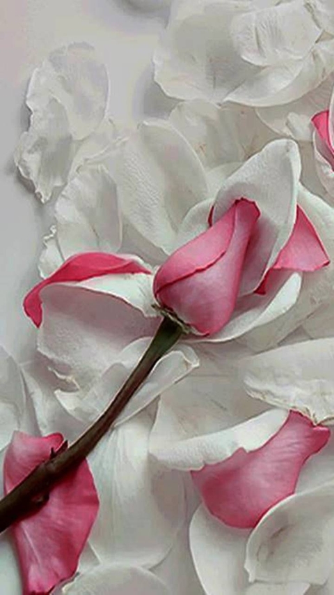 magenta, flower वॉलपेपर