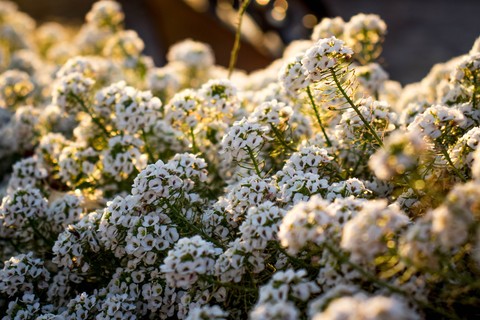 тапети Blossom, petal