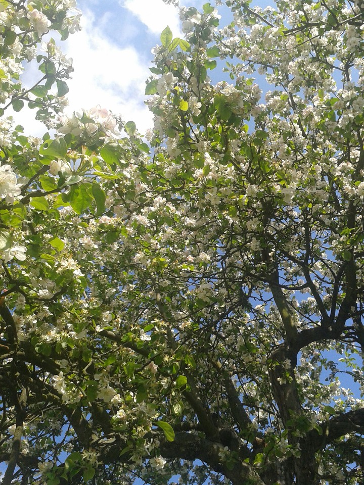 Spring tree