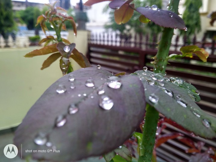 rainy