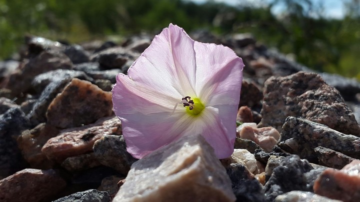Wild flower