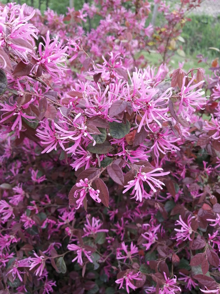 in my garden