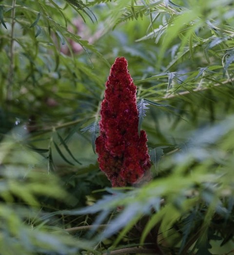 sumac, tree वॉलपेपर