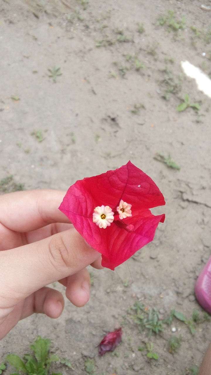 flower