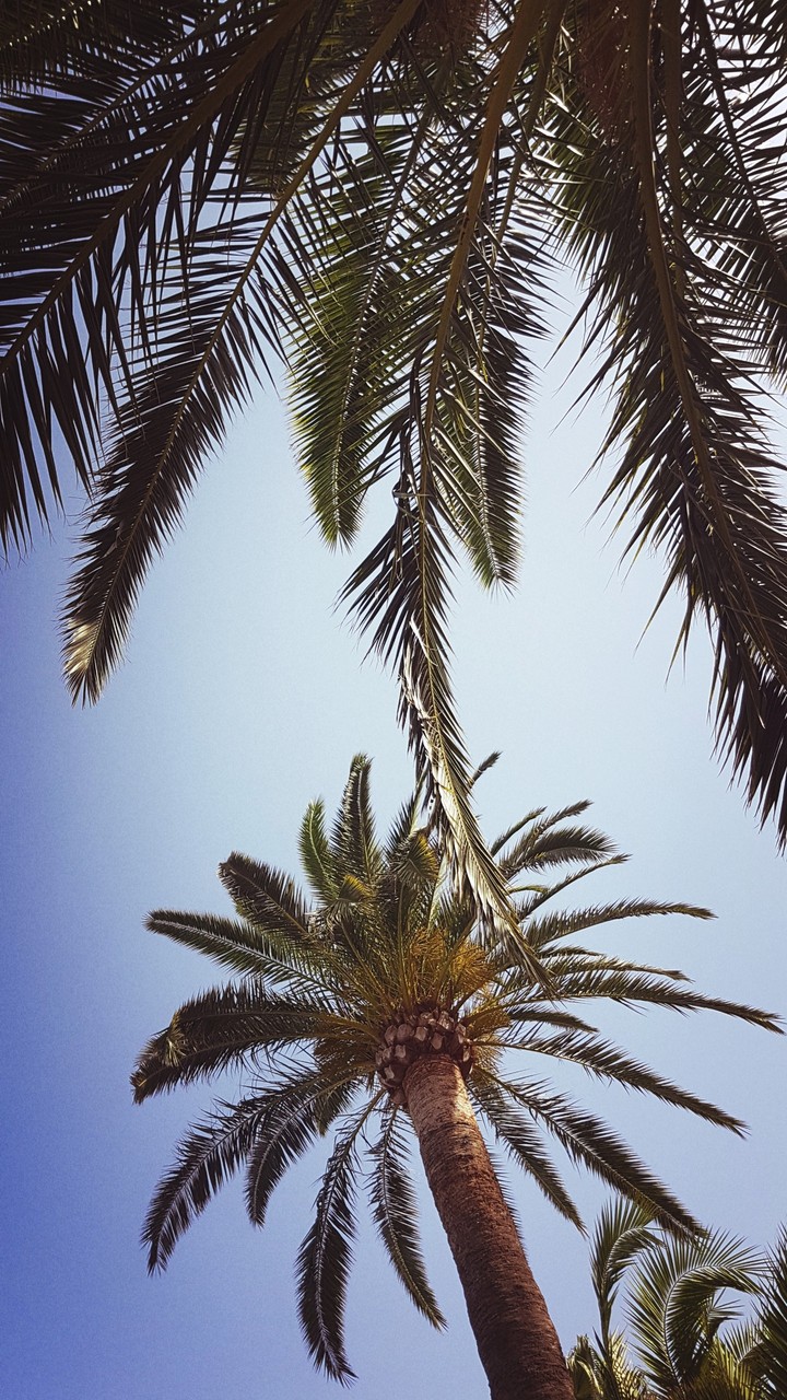palm trees