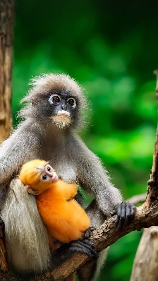 monkeys