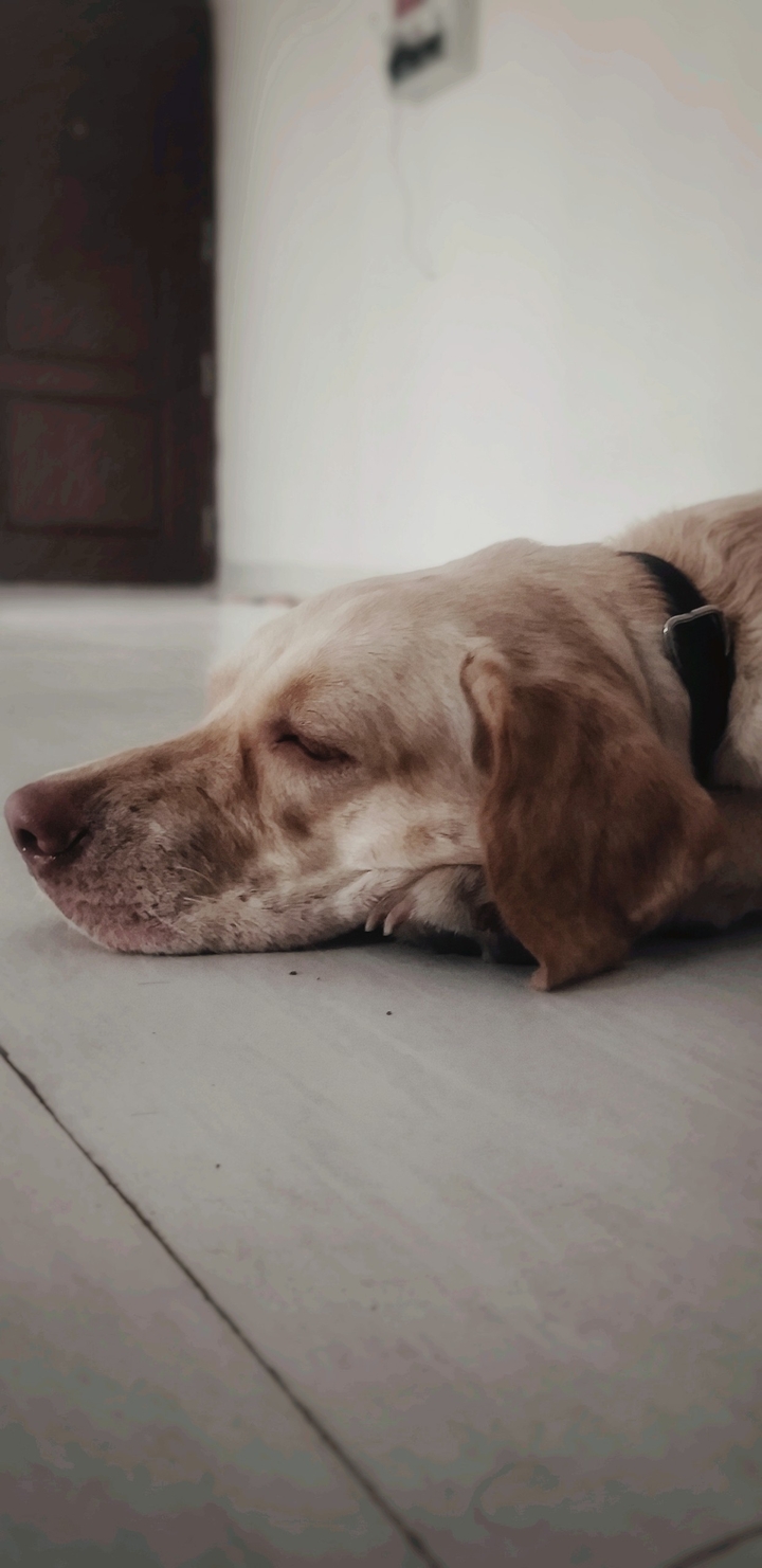 dog