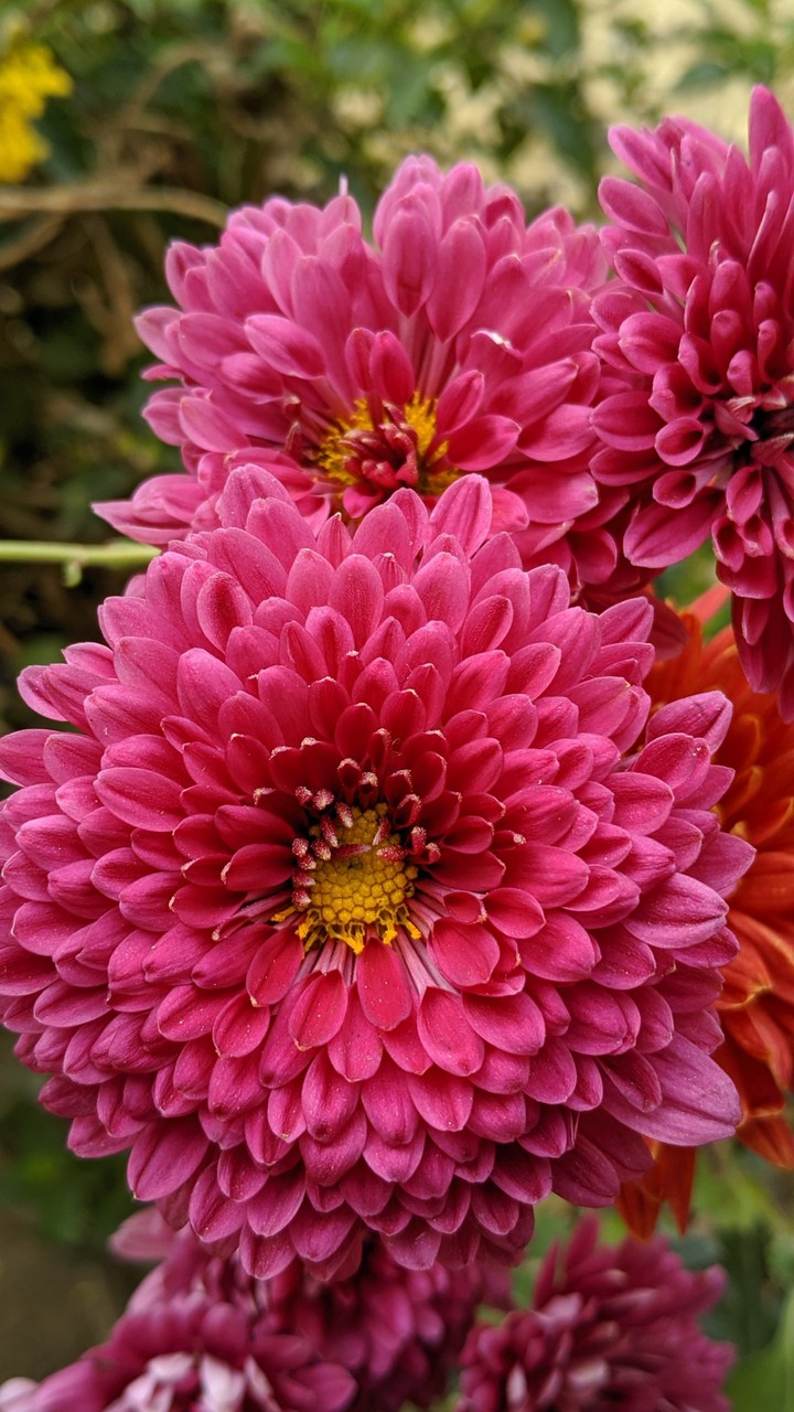 red flower