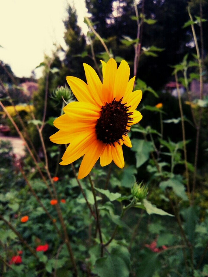 Sunflower