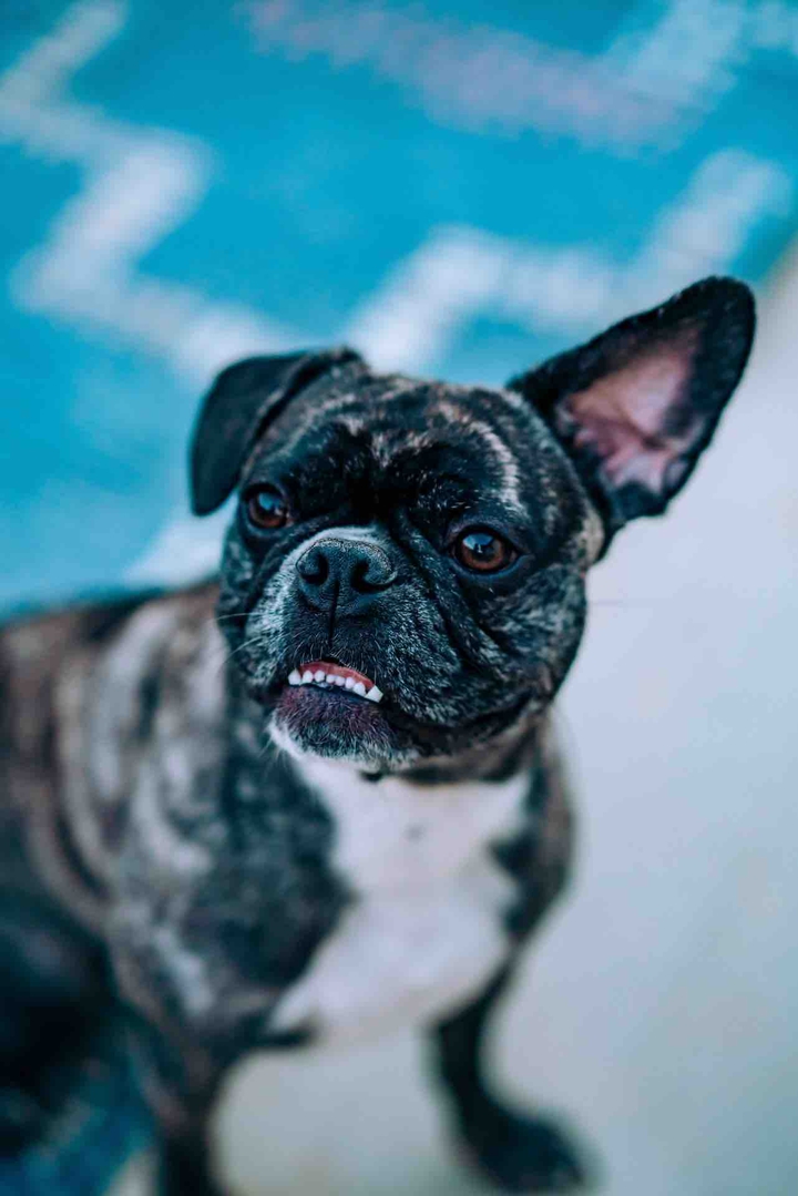 Bulldog