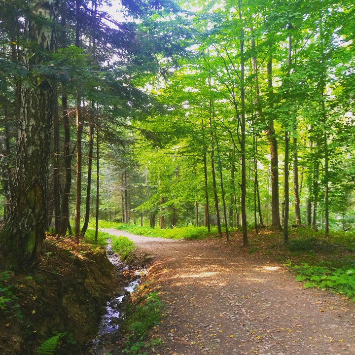 Polish mountain's forest