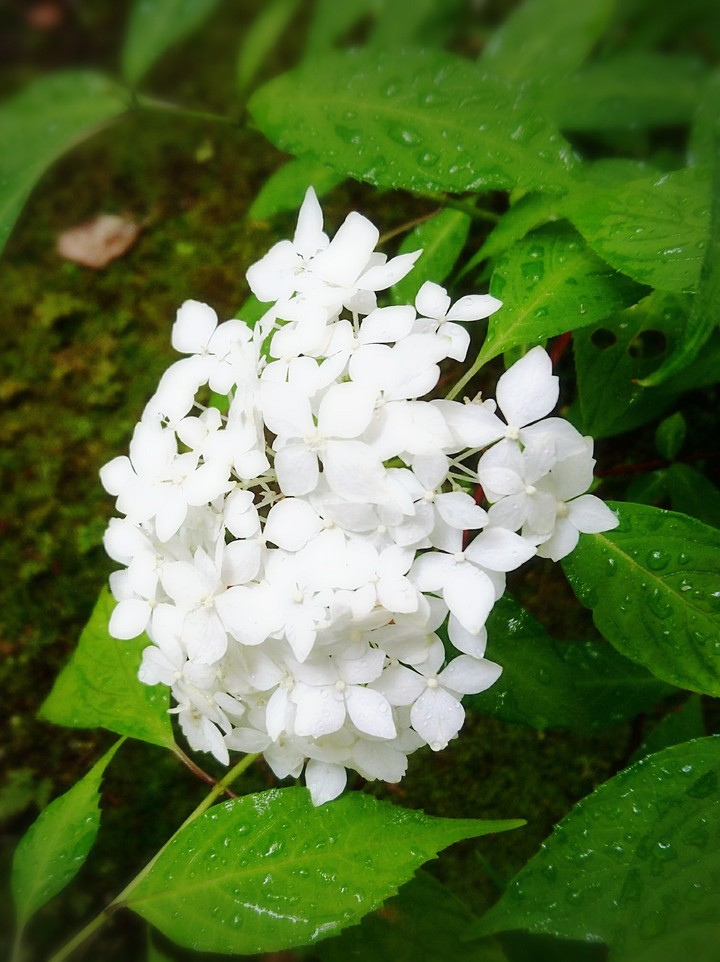 紫陽花