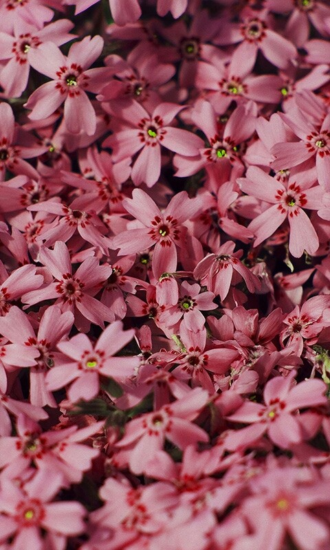 flower 3