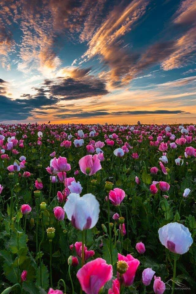 Flores