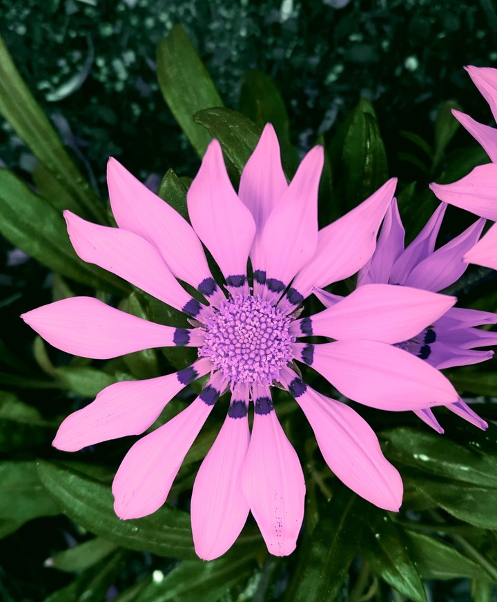 Pure Pink