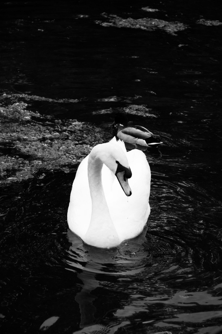 white swan