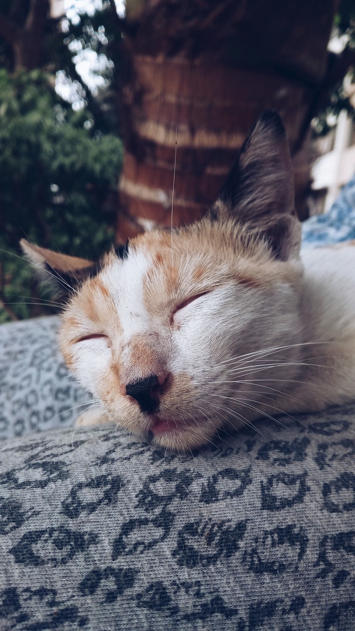 sleeping cat❤️