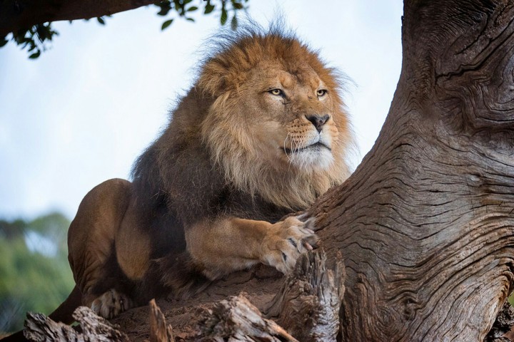 Lion King