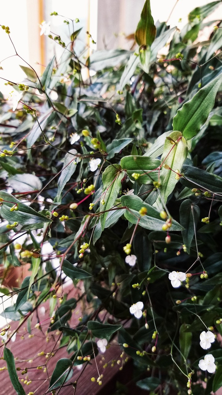 plant