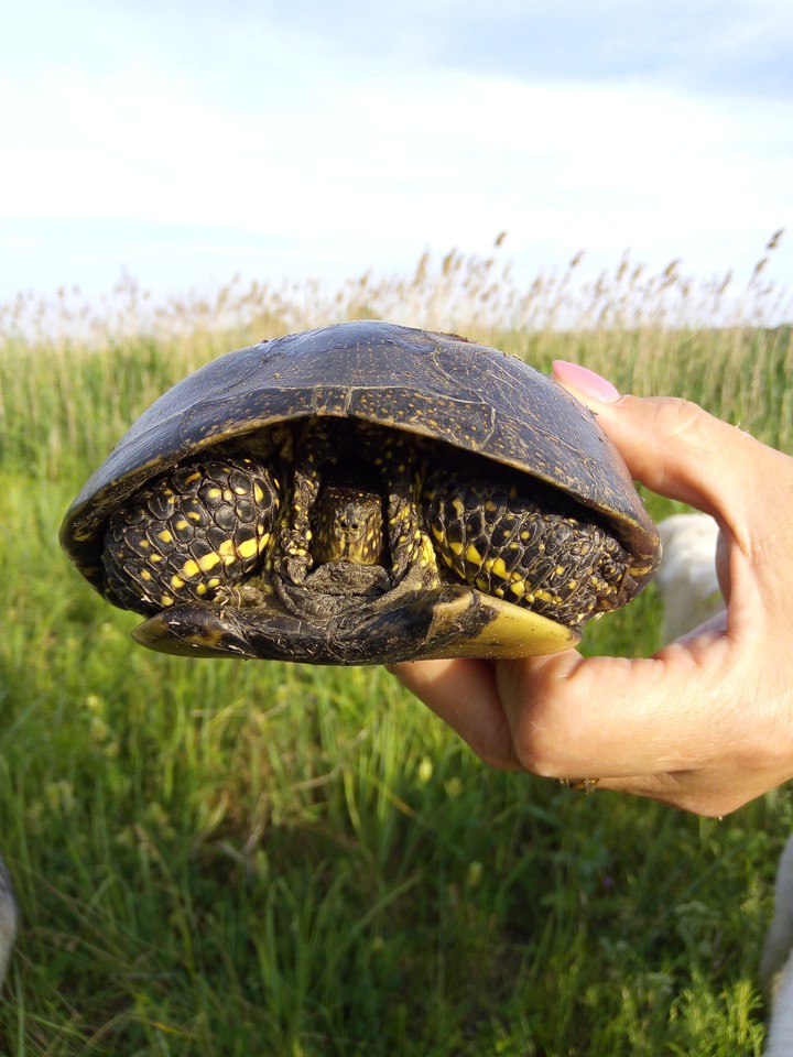 little turtle