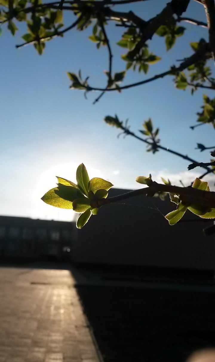 #spring#sun