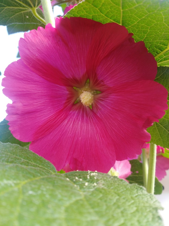 flor