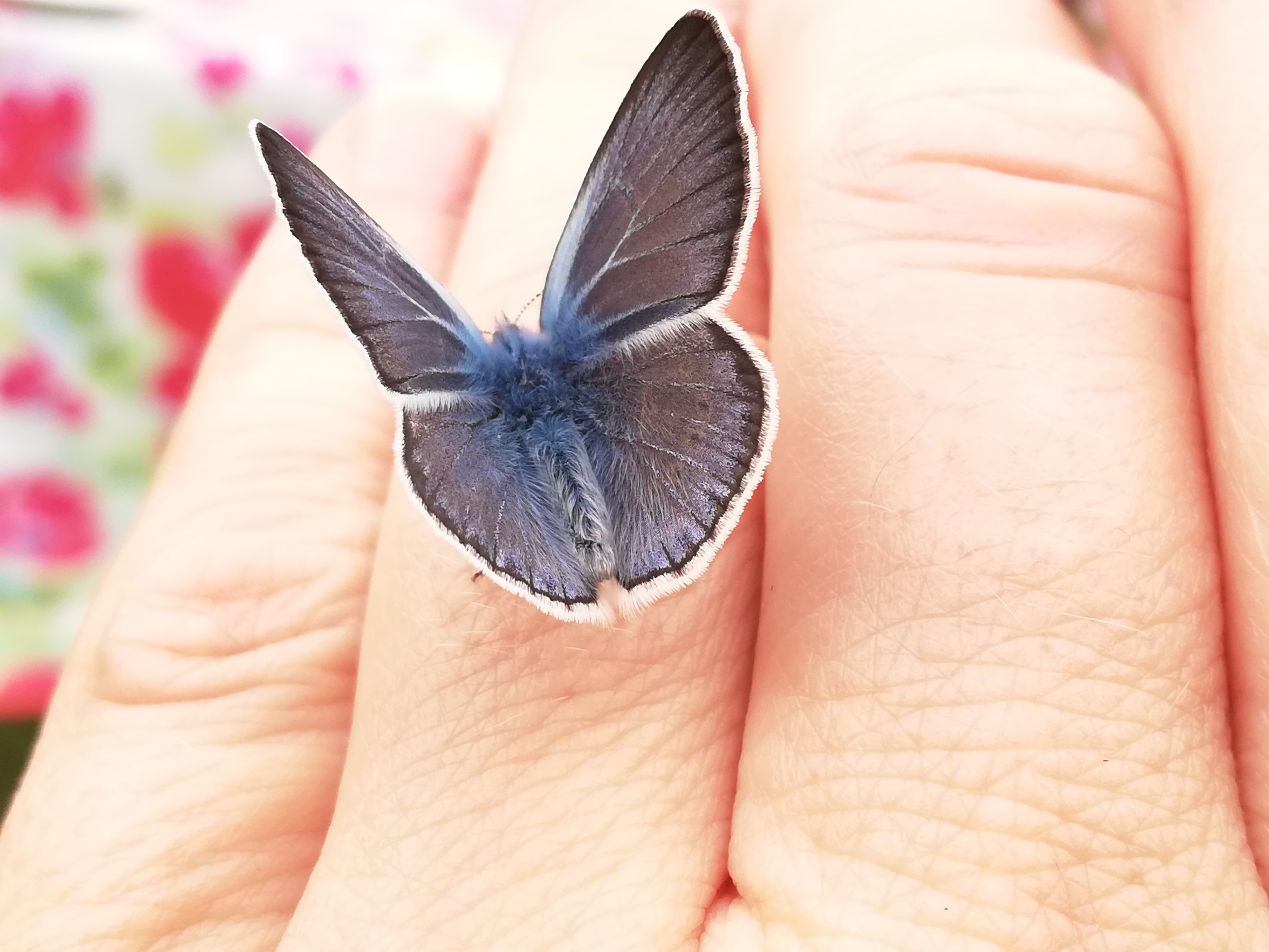 sfondi finger, friend