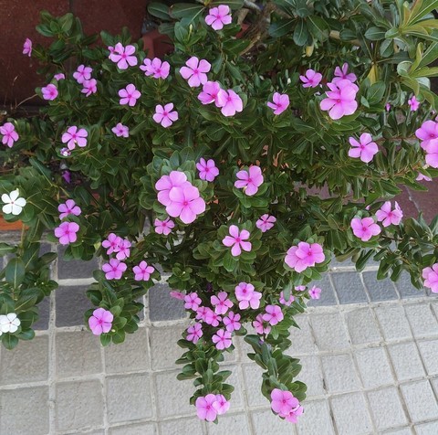 petal, pink háttérképek