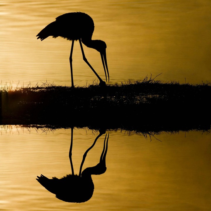 bird