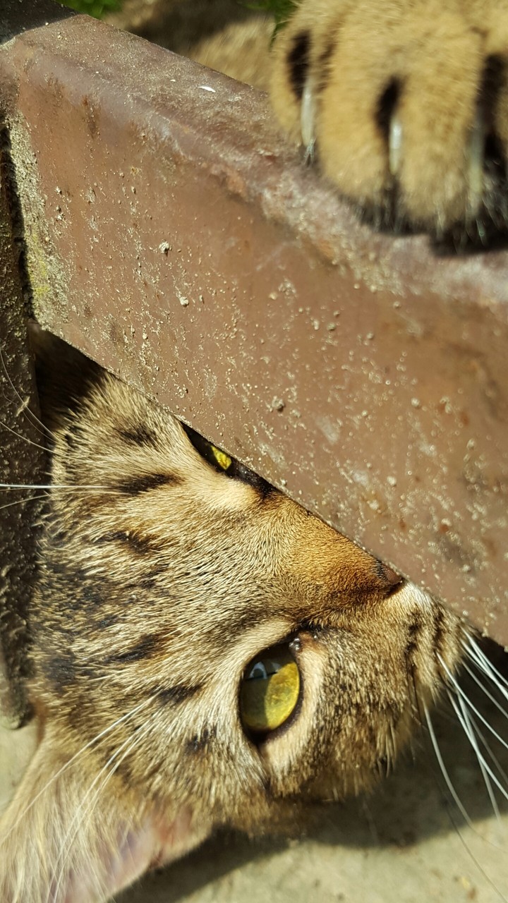 a cat