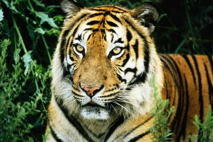 tiger:**