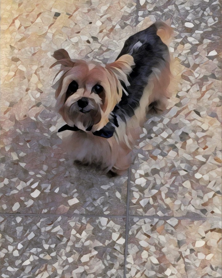my dog Toby.