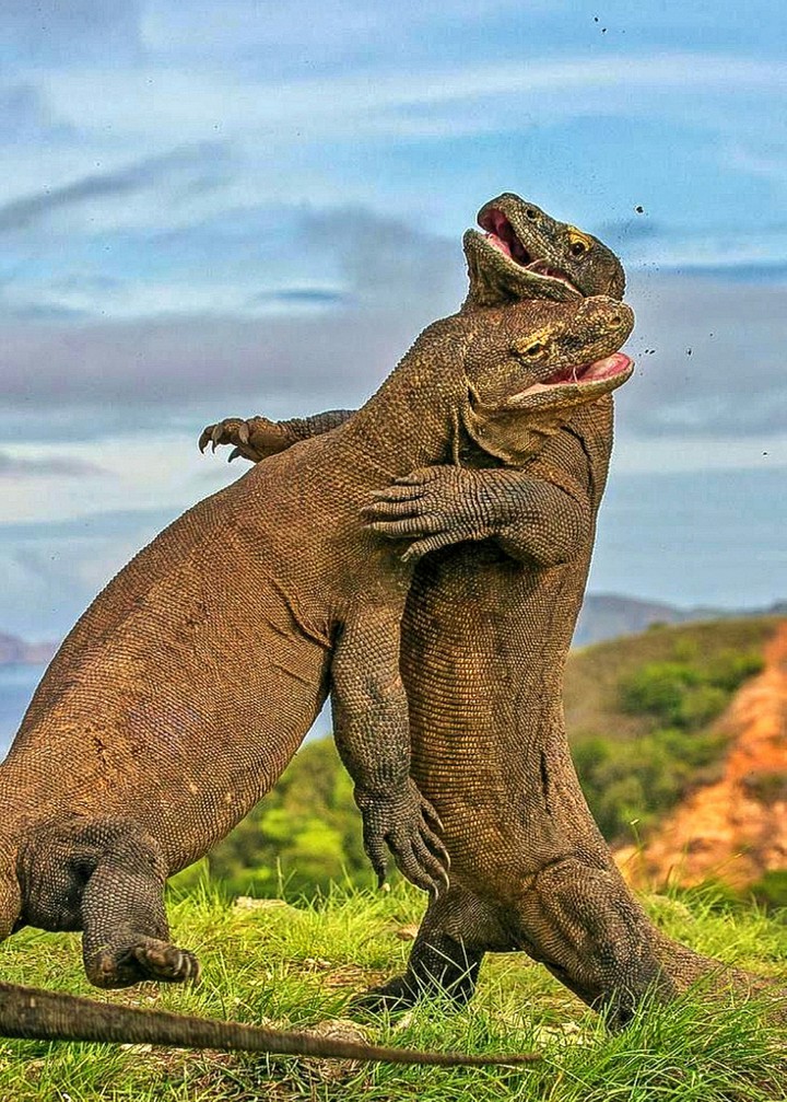 A Komodo Dragon Fight