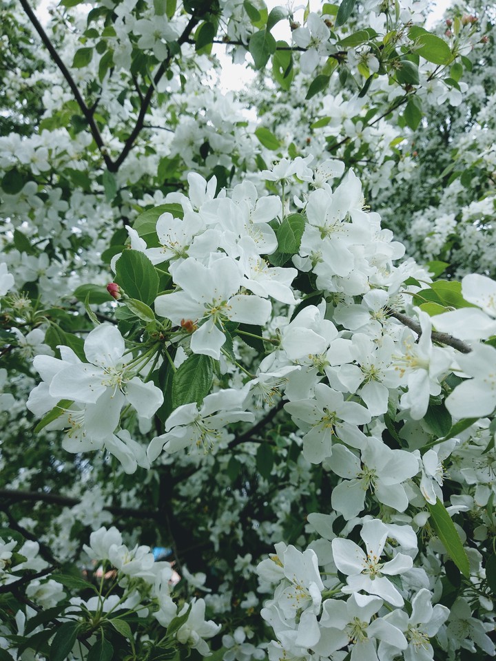 flowers