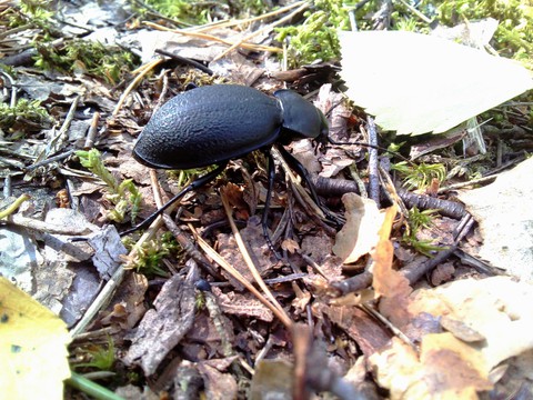 fungus, beetle wallpapers