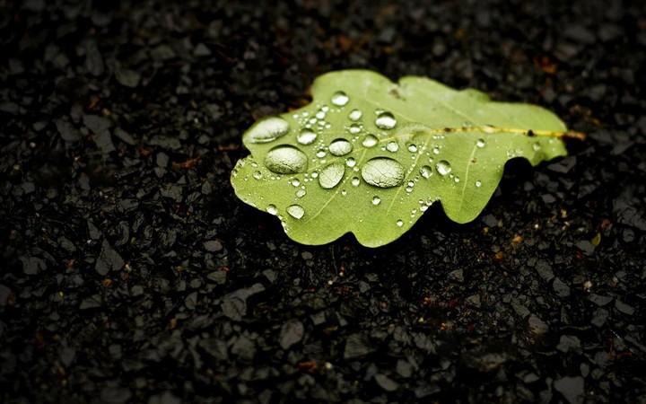 leaf