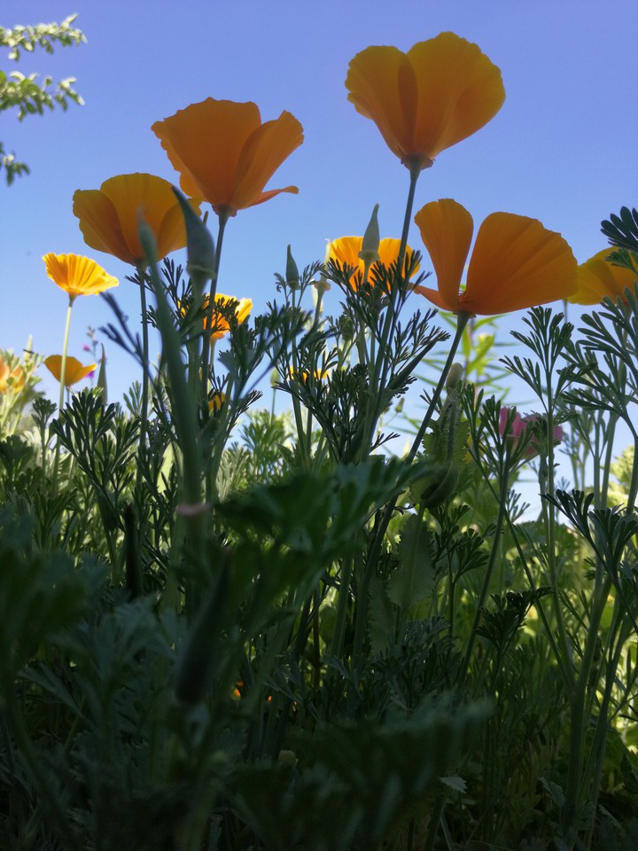 эшшольция, yellow flowers