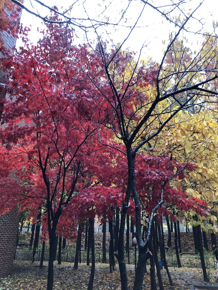 Red Yellow
