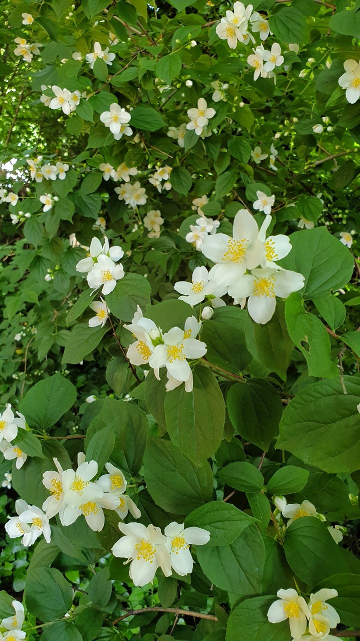çicekler,blumen