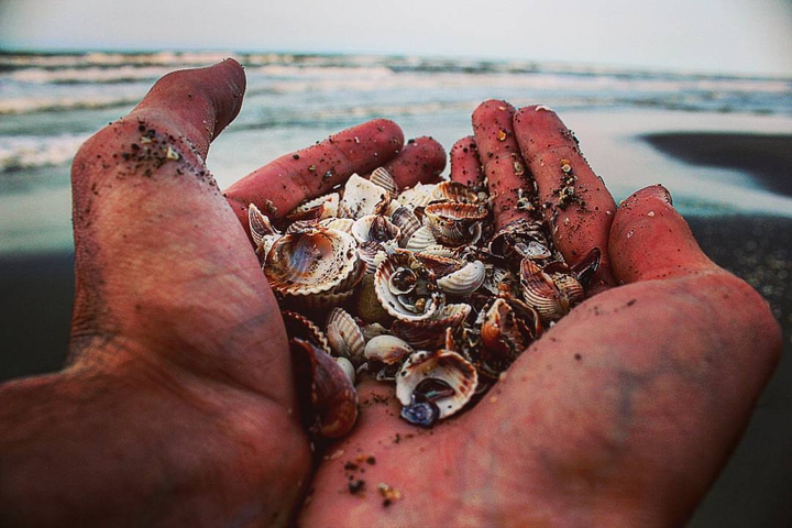 shell